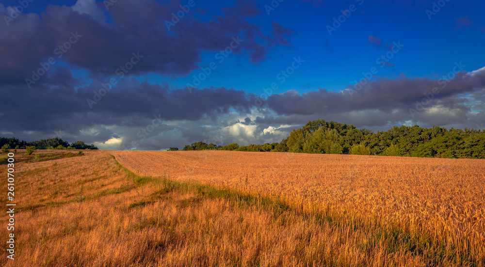 Fields landscape in summer sunset and sunrise