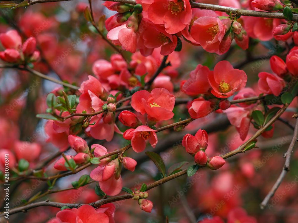Obraz premium Japanese Quince or Chaenomeles japonica. Flowers of Chaenomeles japonica in the spring garden