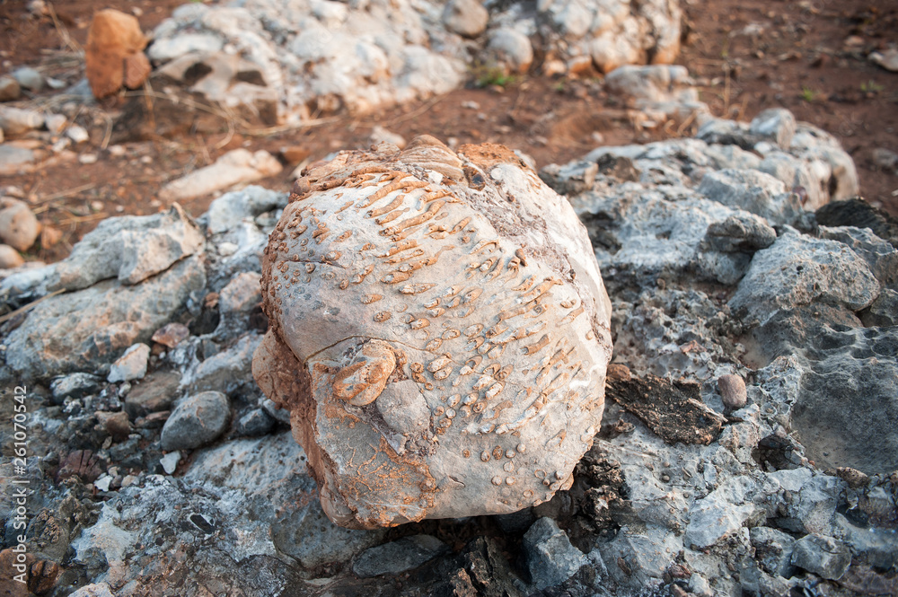 Fossils of primeval marine life 240 million years old Fossils of primeval marine life 240 million years old