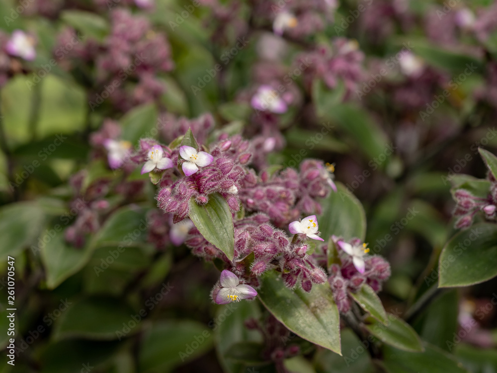 Close up Tradescantia zebrina plant in nature garden Close up Tradescantia zebrina plant in nature garden