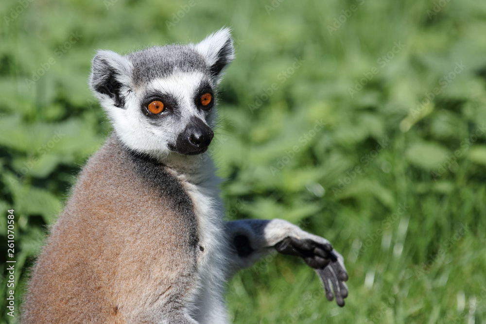 Obraz premium Katta / Ring-tailed Lemur / Lemur catta