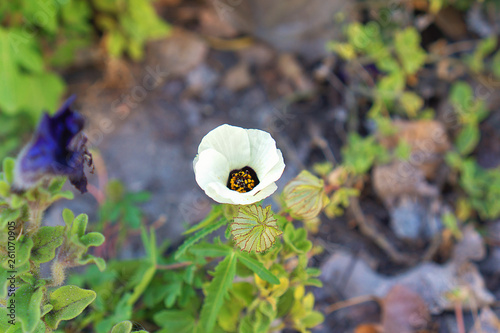 flower in the garden