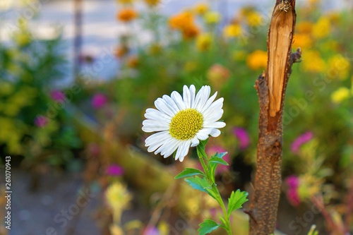 daisies in the garden