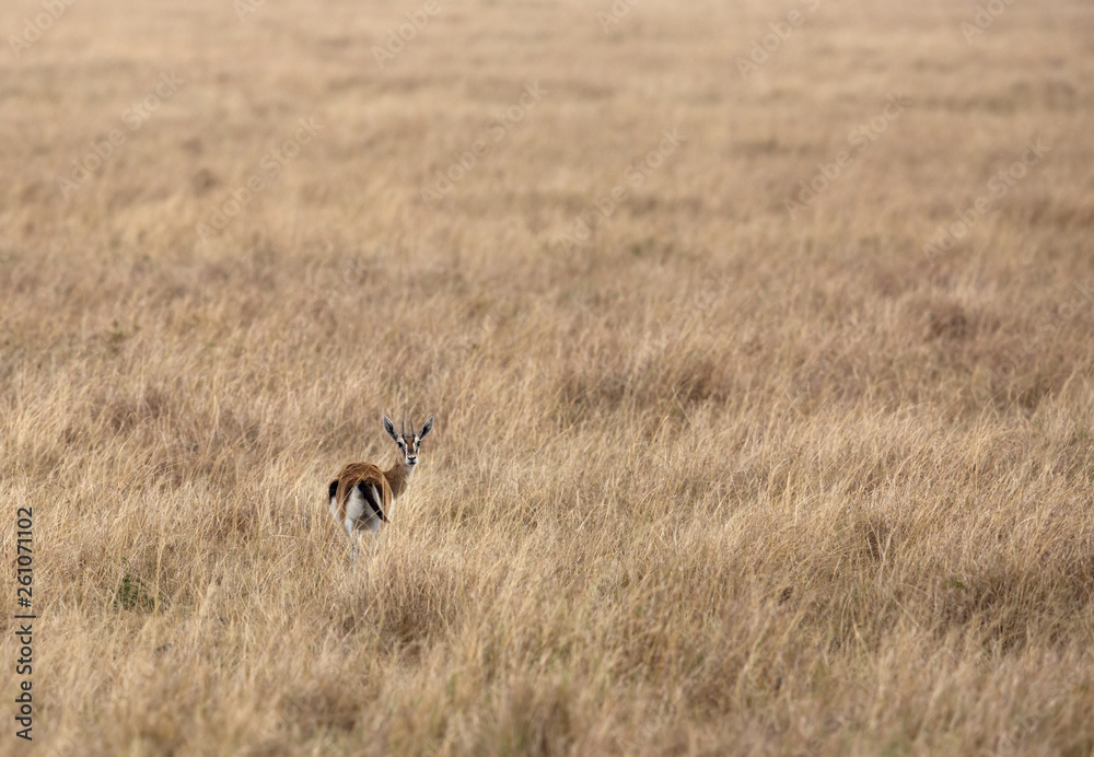 Fototapeta premium Thomson's Gazelle turning back, Masai Mara, Kenya