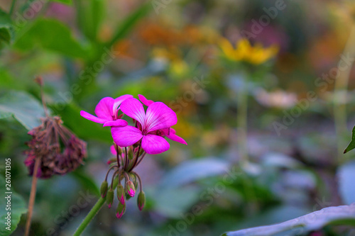 flower in the garden