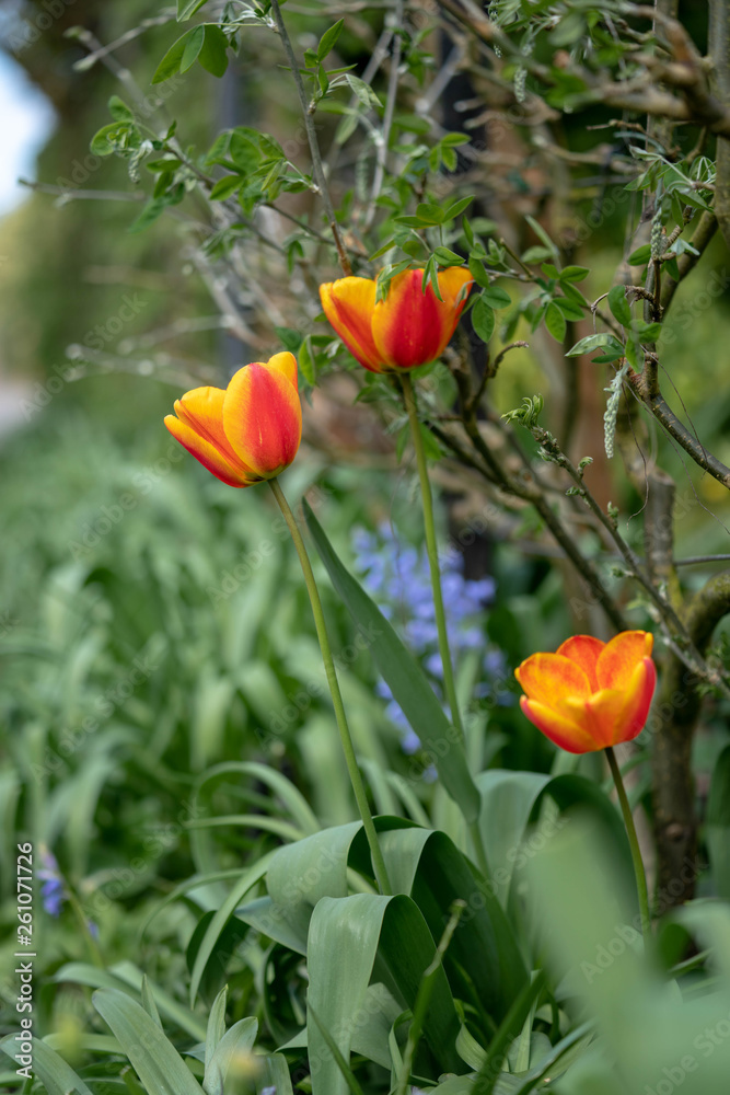 Naklejka premium field of red tulips