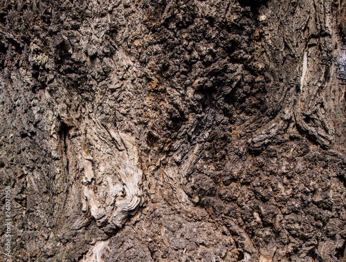 Karchevskaya Roshcha, the texture of the wood. © Омурали Тойчиев