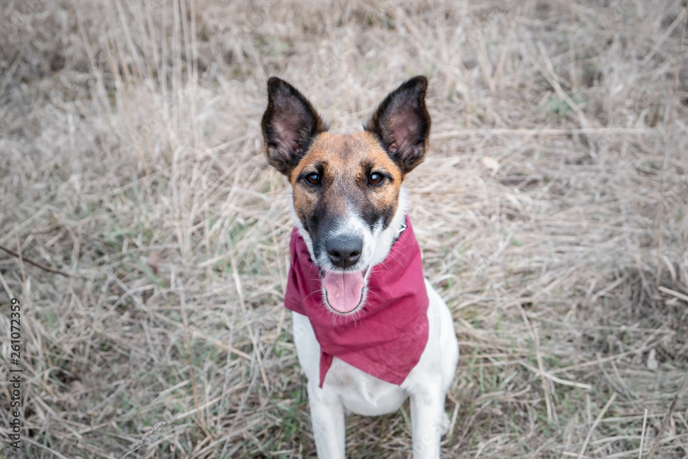 Portrait of a cute smooth fox terrier. Happy smiling puppy in bandana sitting on the grass and looking at the camera