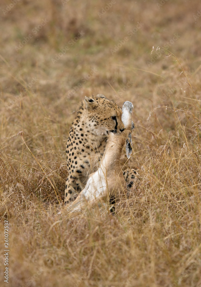 Fototapeta premium Cheetah choking a Thomson's Gazelle, Masai Mara