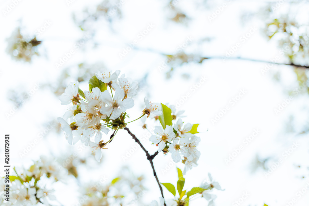 Close-up of a cherry blossom in spring Close-up of a cherry blossom in spring