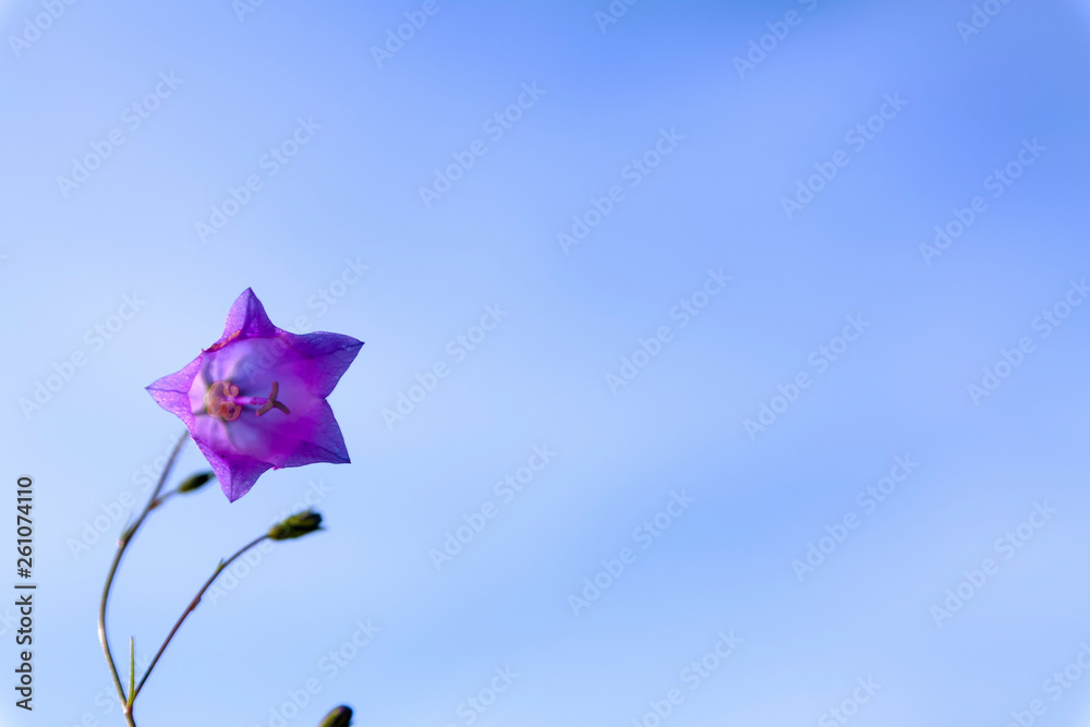 Closeup of summer flower against blue sky