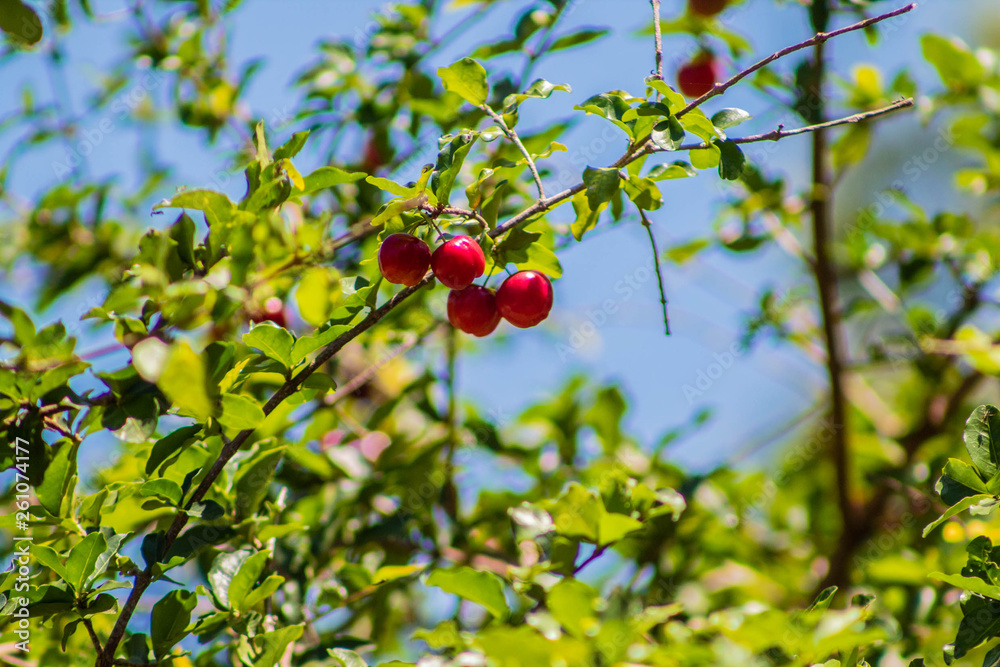 red cherries on tree