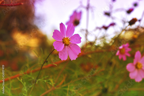 flowers on green background