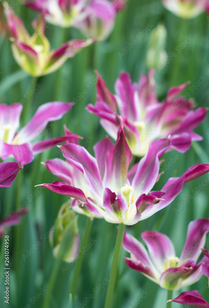 beautiful tulip flowers from Holland