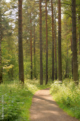 Forest landscape with a path