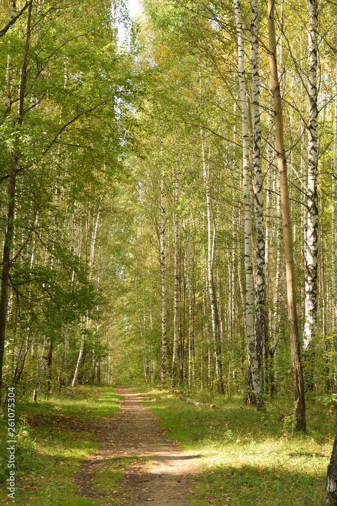 Naklejka premium Forest landscape with a path