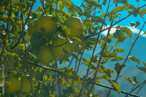 Apple Farm in Mustang photo