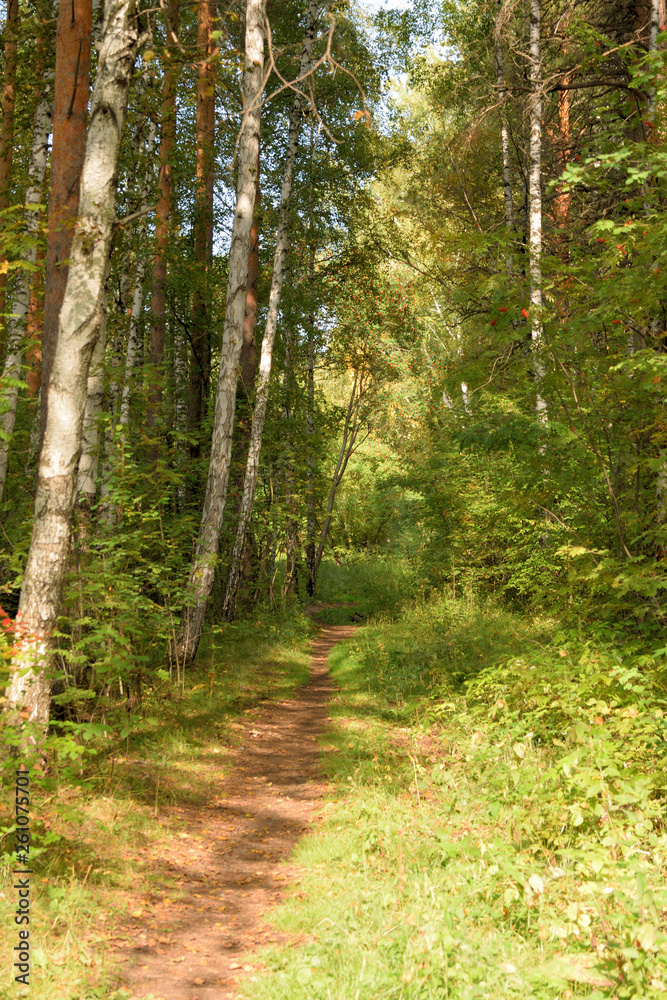 Fototapeta premium Krajobraz leśny ze ścieżką