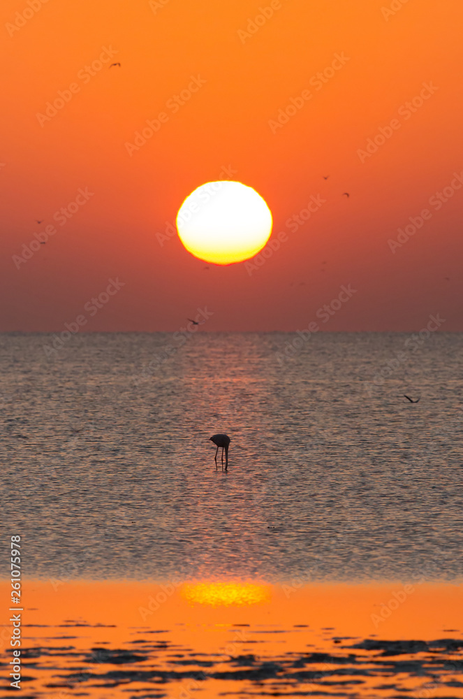 Greater Flamingo and sunrise, Bahrain Greater Flamingo and sunrise, Bahrain
