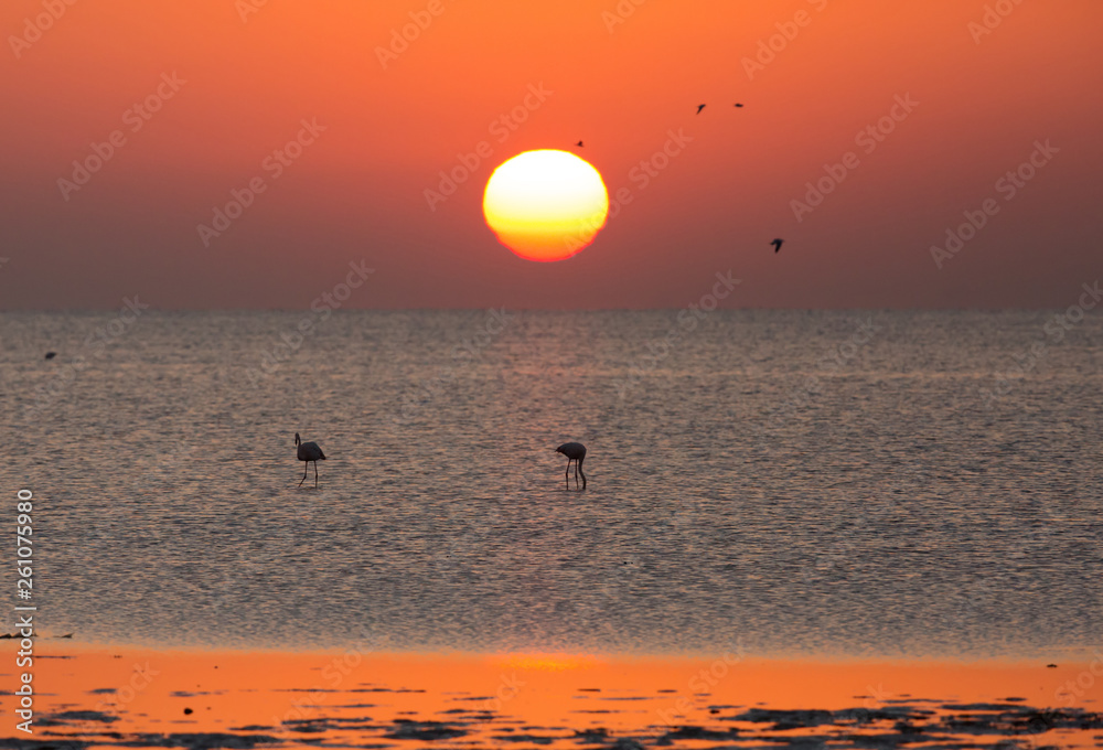 Greater Flamingos feeding during sunrise, Bahrain Greater Flamingos feeding during sunrise, Bahrain