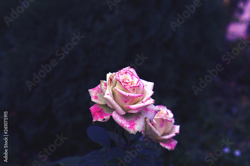 pink rose