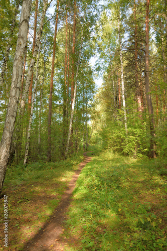 Forest landscape with a path