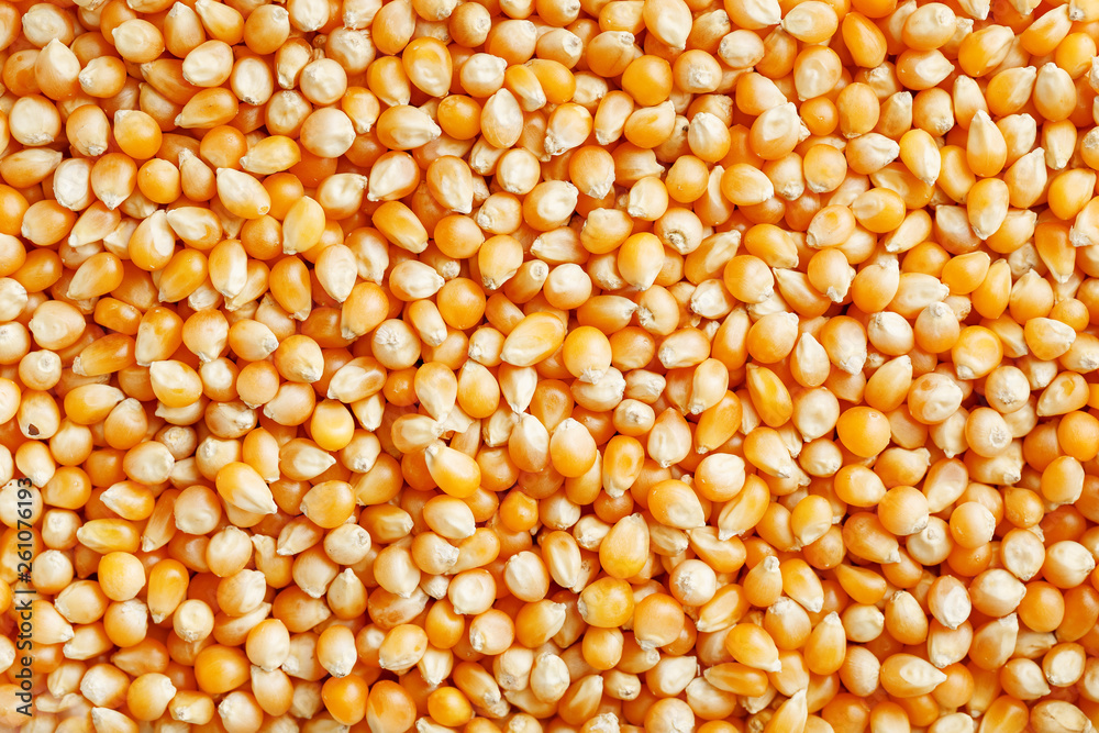 Golden corn seeds, background and texture of popcorn. Before watching a movie top view. Close-up Golden corn seeds, background and texture of popcorn. Before watching a movie top view. Close-up