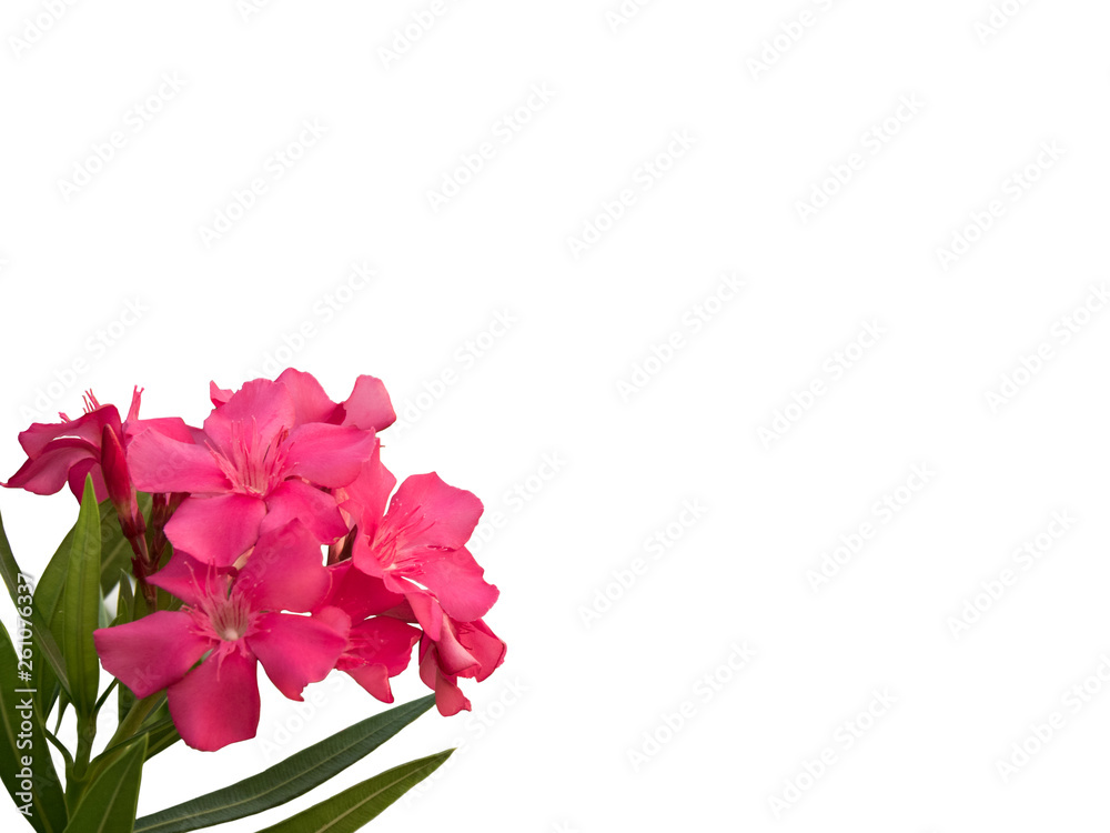 Isolated pink Oleander flowers with leaves on white background. Isolated pink Oleander flowers with leaves on white background.