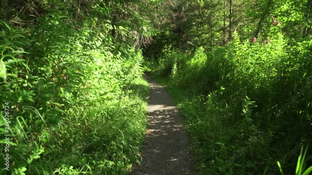 Moving Forward Down a Sunny Wooded Path Moving Forward Down a Sunny Wooded Path