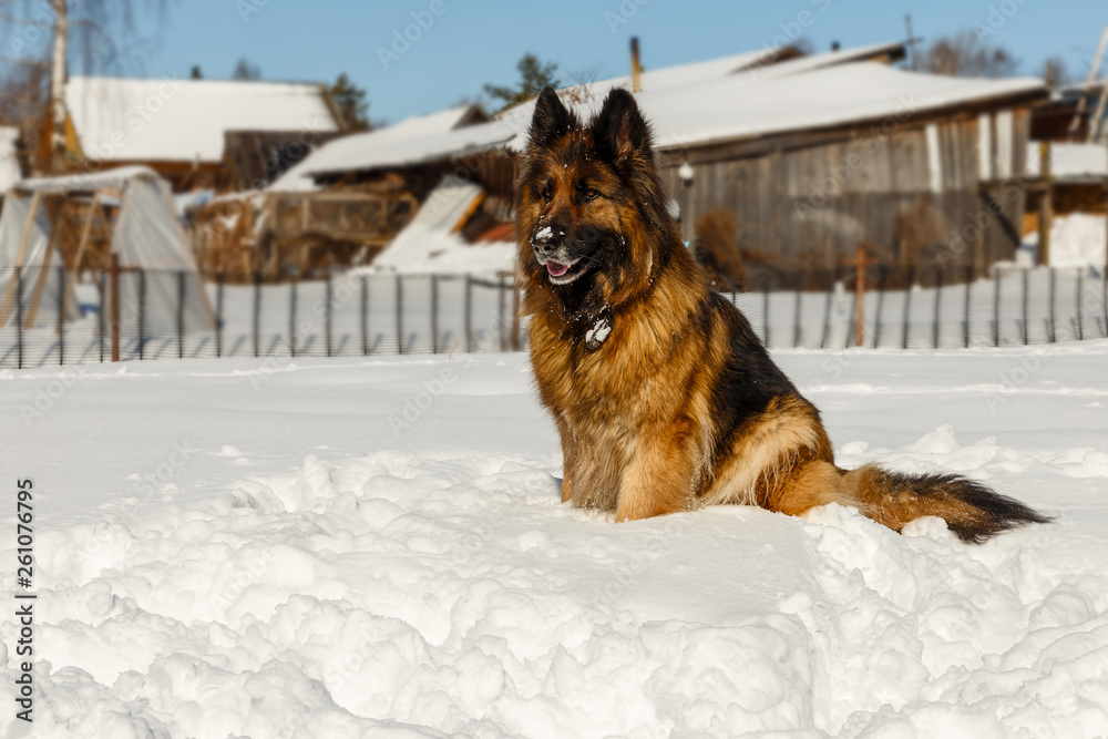 Naklejka premium german shepherd dog, dog sits in the snow and looks away