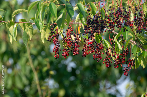 Fototapeta Naklejka Na Ścianę i Meble -  Chokecherry