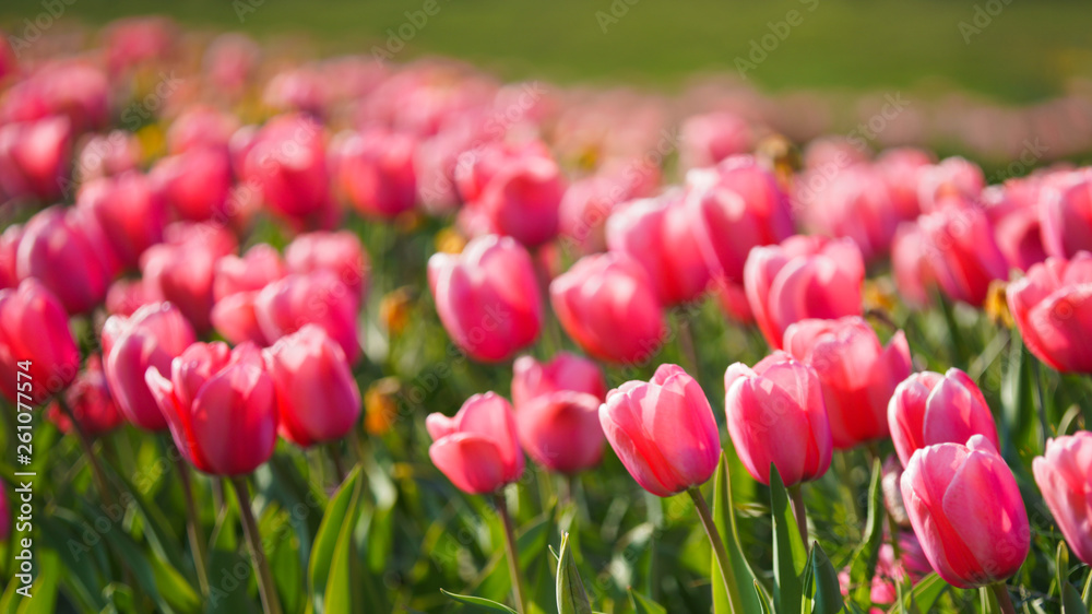 Tulpen Tulpen