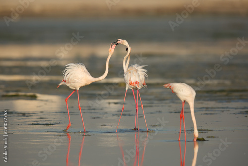 Greater Flamingos friendly fight at Eker creek  Bahrain 