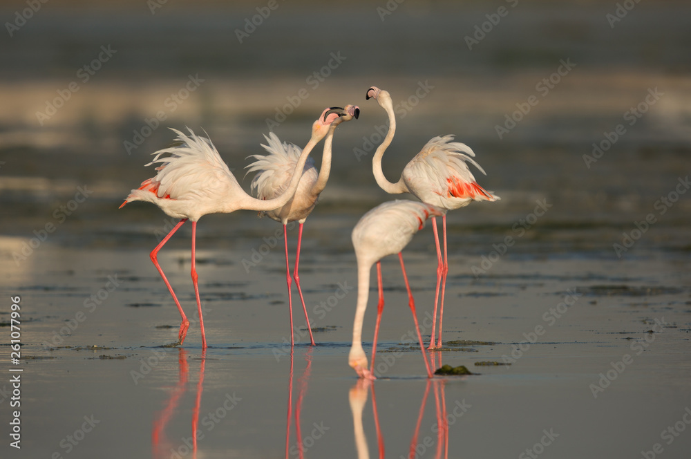 Greater Flamingos friendly fight, Bahrain 