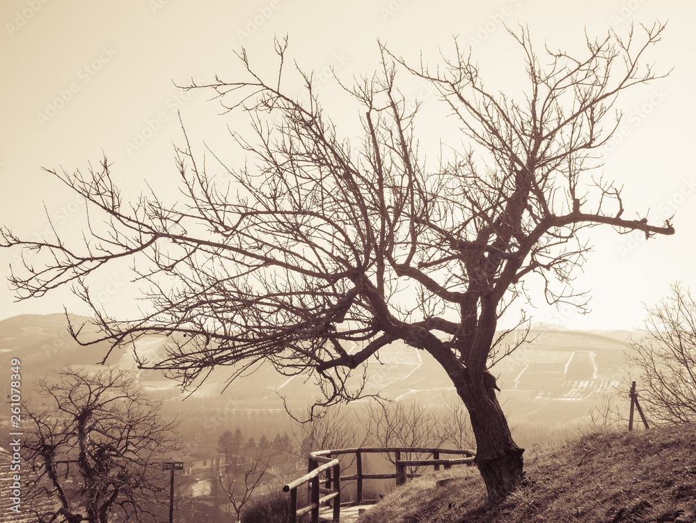 Naklejka premium Lonely tree