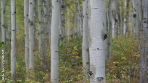 Artistic slider shot of a natural, pastel colored grove of golden fall draped aspen trees in the early morning outside of Aspen Colorado.