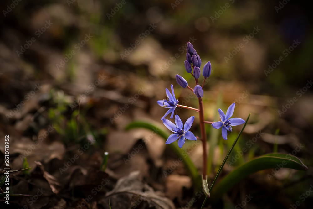 tender first spring March flowers lilac blue pasque-flower tender first spring March flowers lilac blue pasque-flower