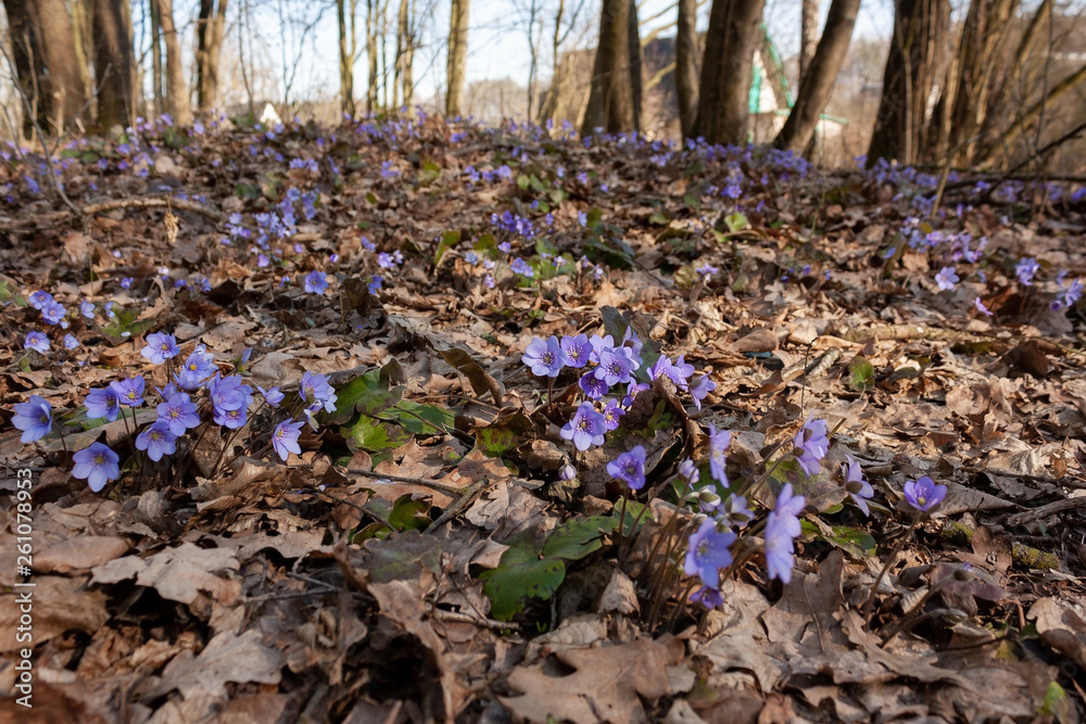 Gentle light-purple forest flowers, the first spring flowers in the forest, the Latin name - hepatics - against the background of fallen leaves.