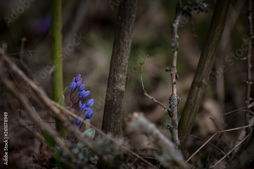 tender first spring March flowers lilac blue pasque-flower