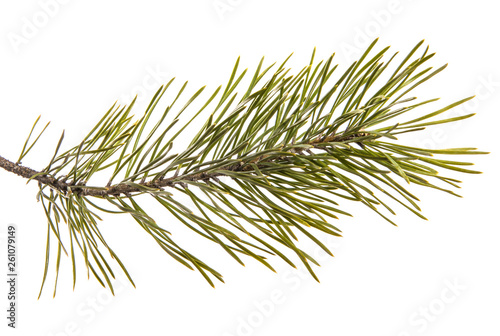 part of the pine branch. Isolated on white background