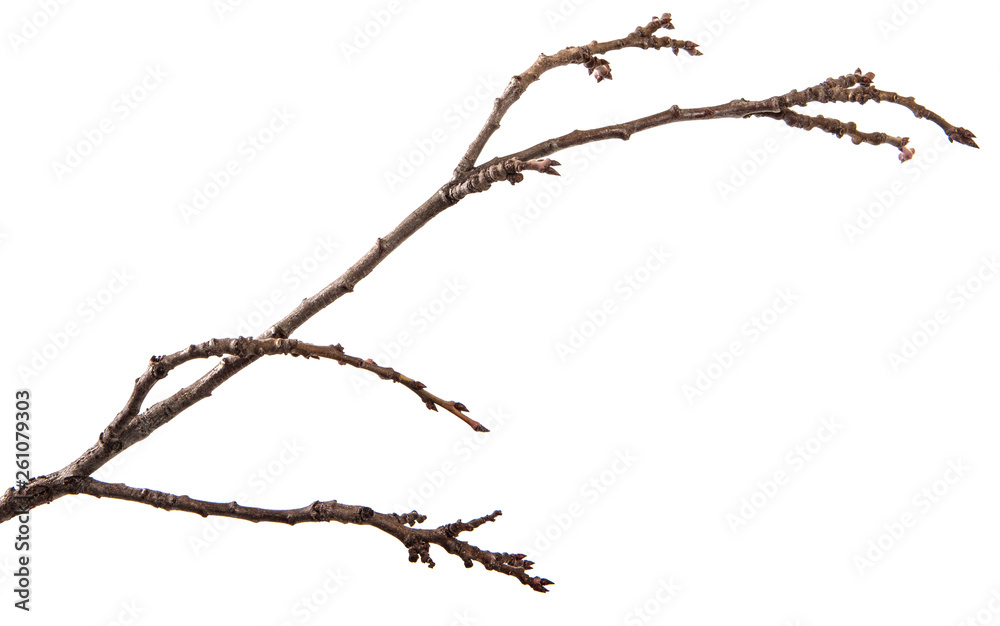 Fototapeta premium Dry branch of the fruit tree. Isolated on white background