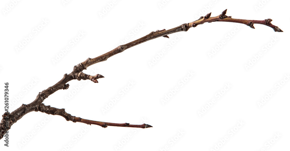 Dry branch of the fruit tree. Isolated on white background Dry branch of the fruit tree. Isolated on white background