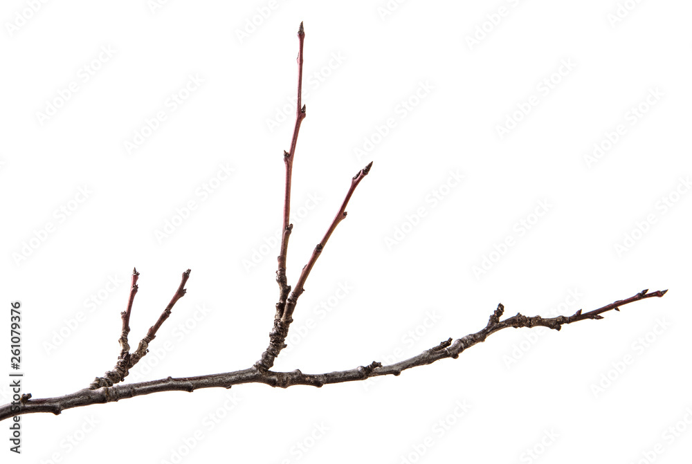 Dry branch of the fruit tree. Isolated on white background Dry branch of the fruit tree. Isolated on white background