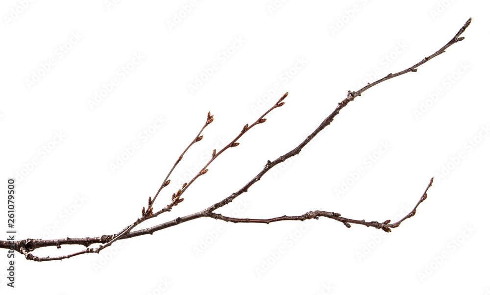 Dry branch of the fruit tree. Isolated on white background