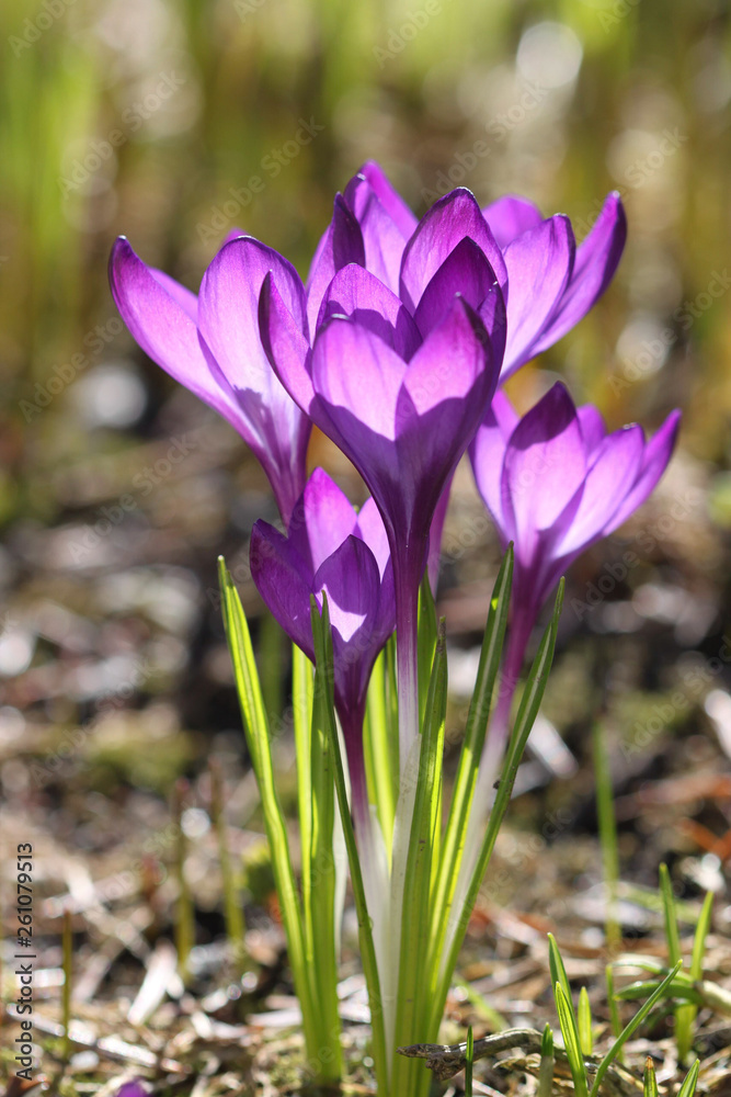 Spring flowers Spring flowers
