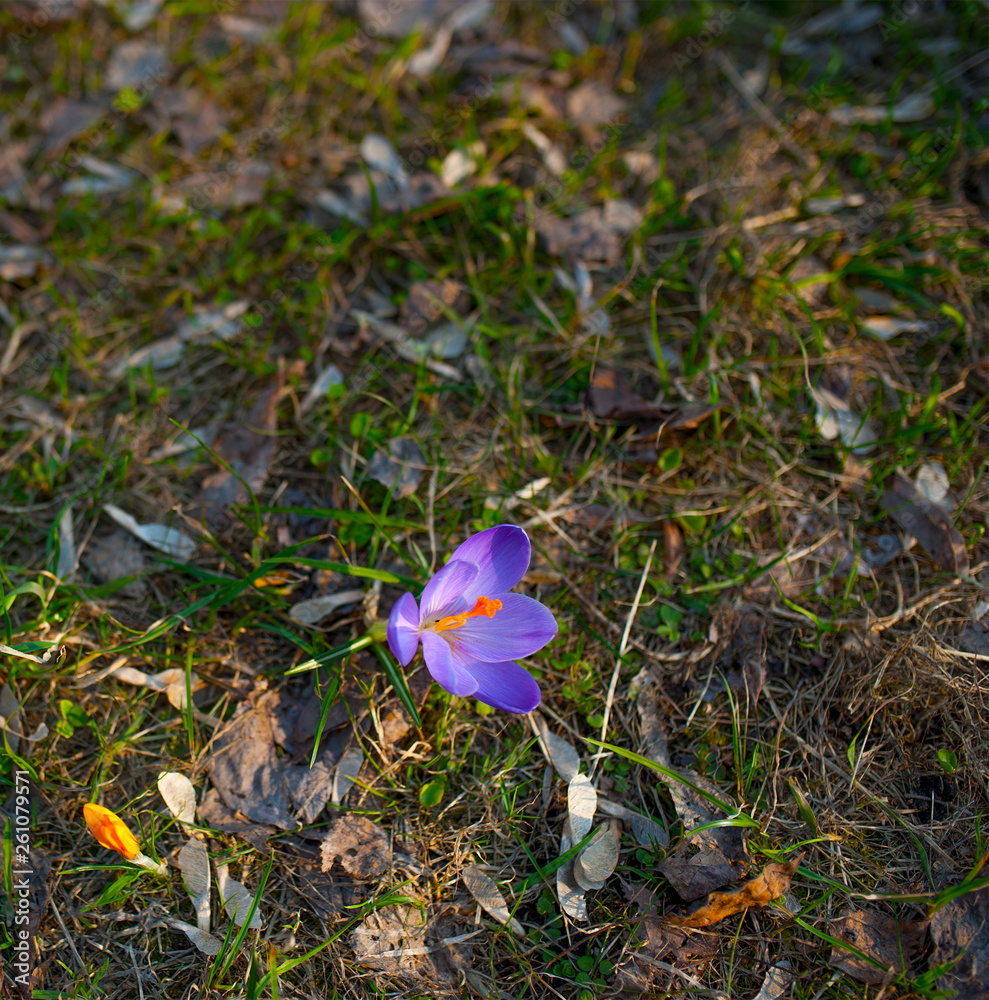 the first spring flowers on meadow with green grass the first spring flowers on meadow with green grass