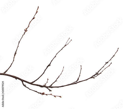 Dry branch of the fruit tree. Isolated on white background