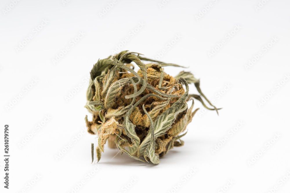 Close up of and recreational medical CBD plant marijuana flower bud isolated on white background. Close up of and recreational medical CBD plant marijuana flower bud isolated on white background.