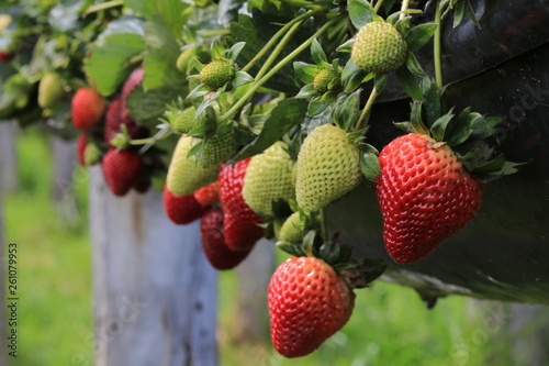 cultivos fresas