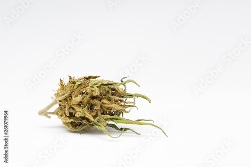 Close up of and recreational medical CBD plant marijuana flower bud isolated on white background.